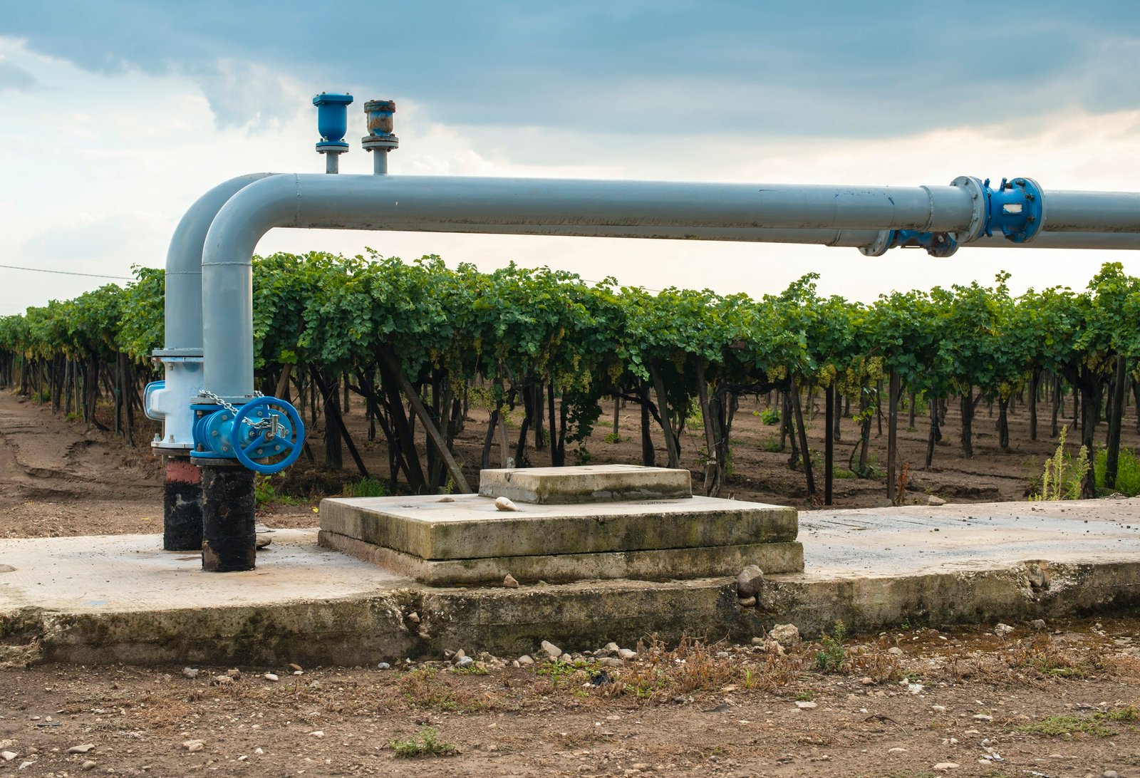 Watering pipes and vineyard.