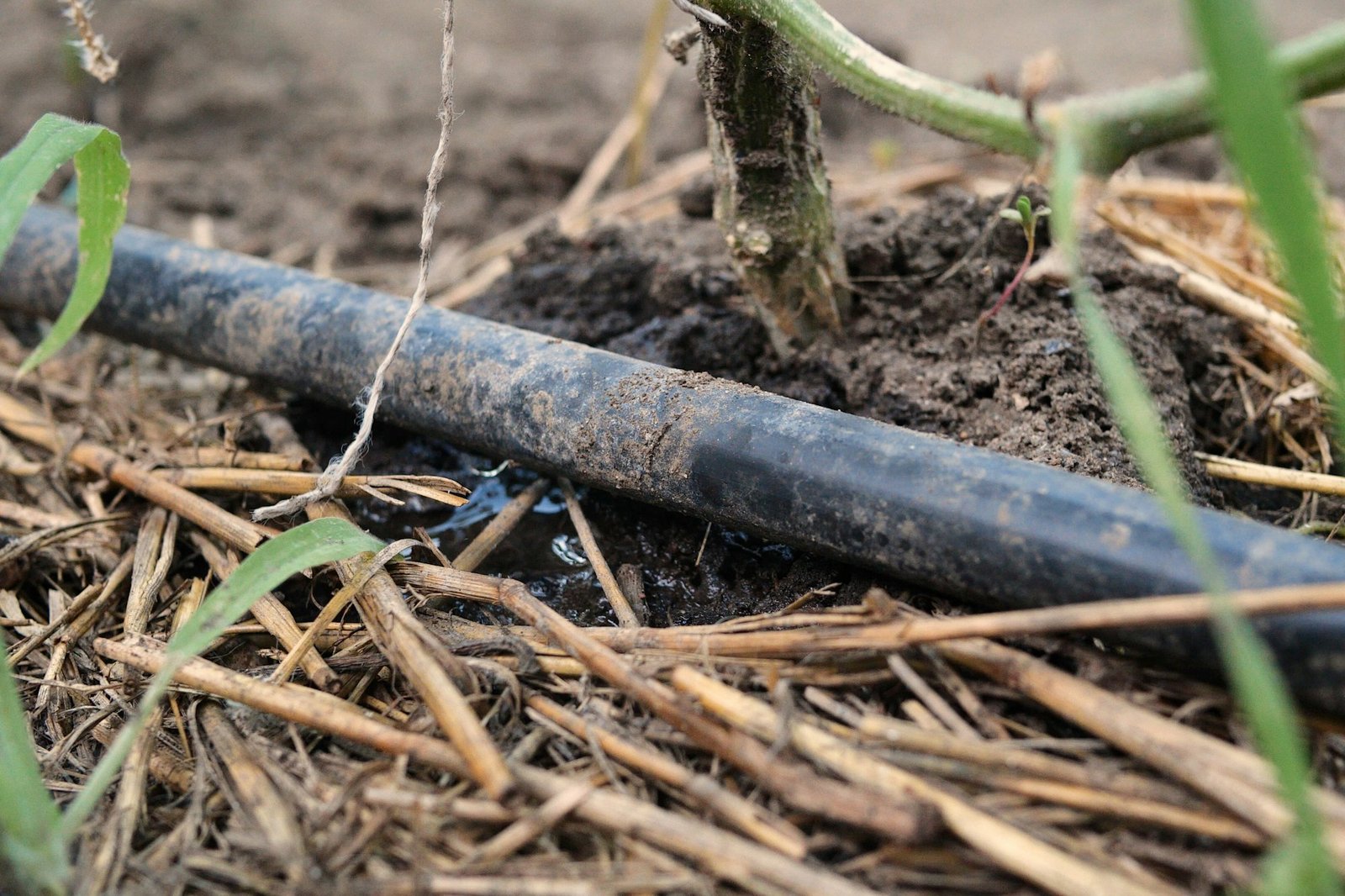 drip watering of the plant. Water drips onto the drip irrigation system used on the farm