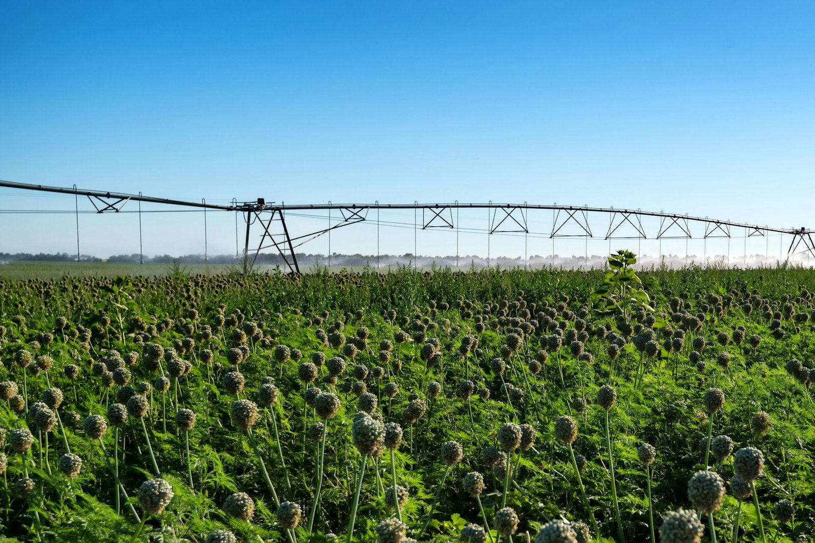 Drip irrigation system in field